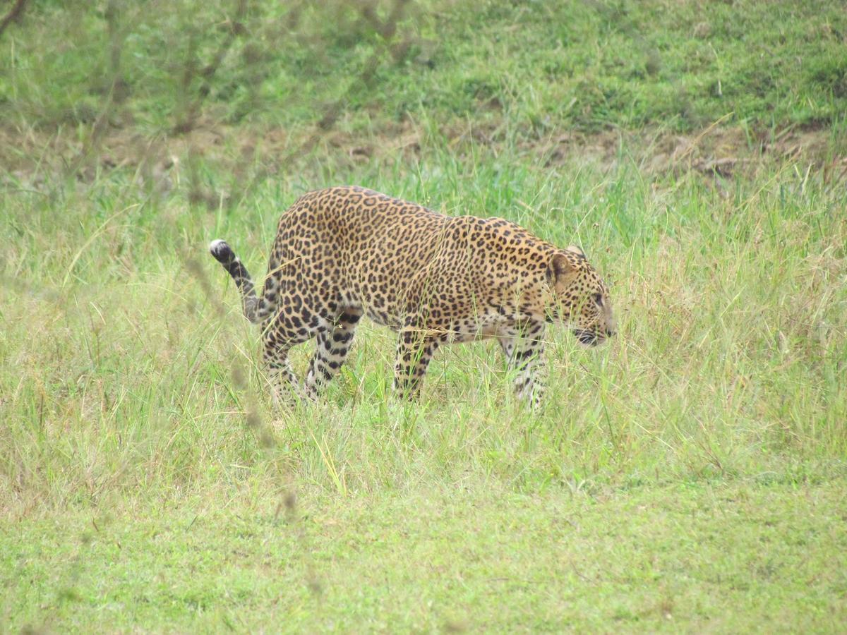 Sarath Home Stay&Safari Yala Tissamaharama Dış mekan fotoğraf